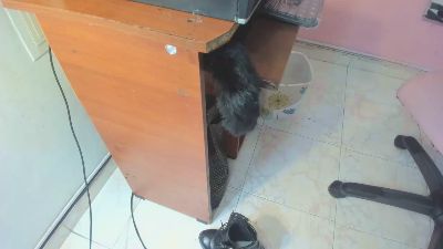 littlecat_1 from Colombia
